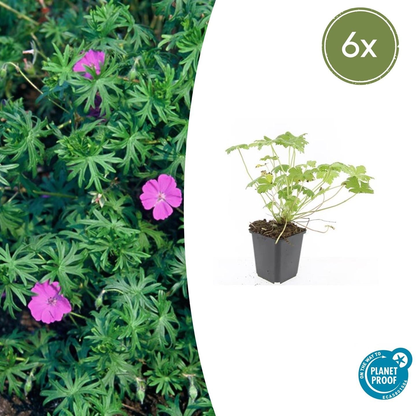 Blut – Storchschnabel Geranium 'Tiny Monster' – ↕10-25cm – Ø9cm – Kompakte, sommerblühende Staude für Beet, Kübel & Bodendecker – Plant