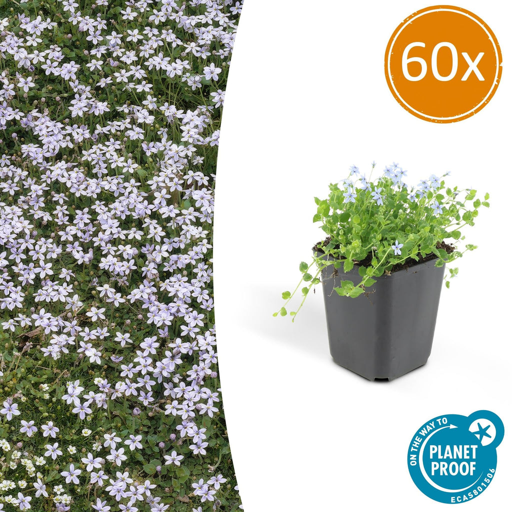 Blauer Bubikopf Isotoma fluviatilis – ↕10-25cm – Ø9cm – mit blauen Sternblüten – Plant