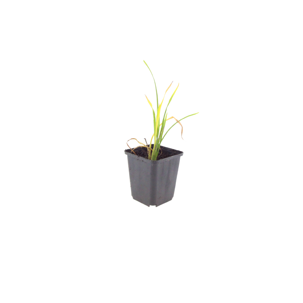 Hemerocallis Stella de Oro – Ø9cm – Höhe 10-25cm – Goldgelbe Taglilie – Dauerblühende Staude – Winterhart für Beet & Steingarten