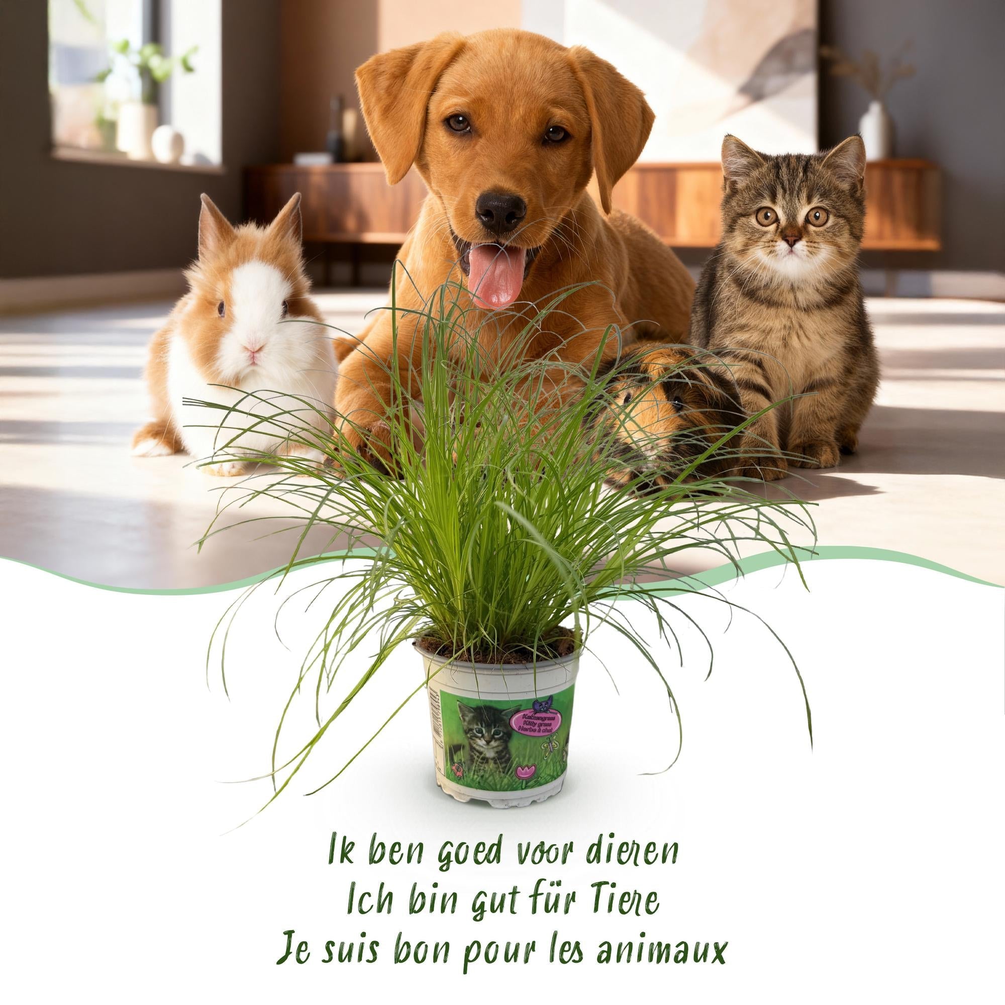 Cyperus alternifolius Zumula – Set – Ø12cm Höhe 28-30cm – Katzengras mit fächerförmigen Blättern – Haustierfreundliche Zimmerpflanze