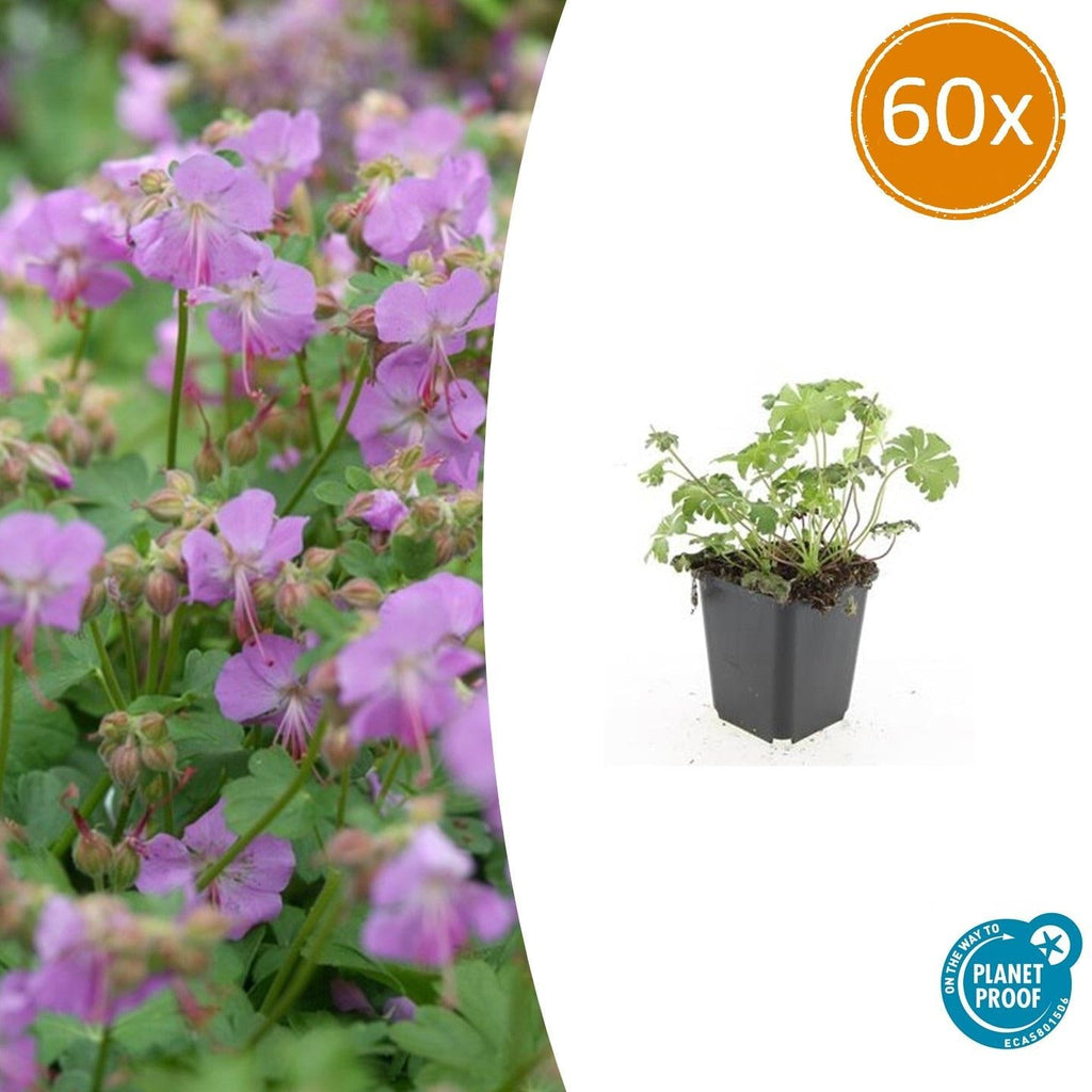 Storchschnabel Geranium cantabrigiense 'Cambridge' – ↕10-25cm – Ø9cm – Pflegeleicht – Plant