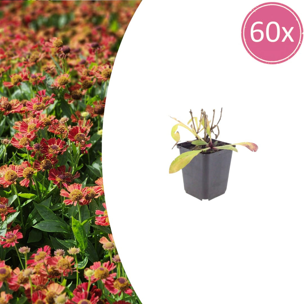 Helenium Moerheim Beauty – Ø9cm – Höhe 10-25cm – Sonnenbraut – Gelb Orange Blüten – Sommerstaude für Beet & Präriegarten