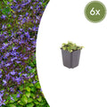 Campanula poscharskyana – Polster – Glockenblume – 10-25cm – Ø9cm – Winterharte Bodendecker Staude – Blühpflanze für Mauer, Beet & Balkon