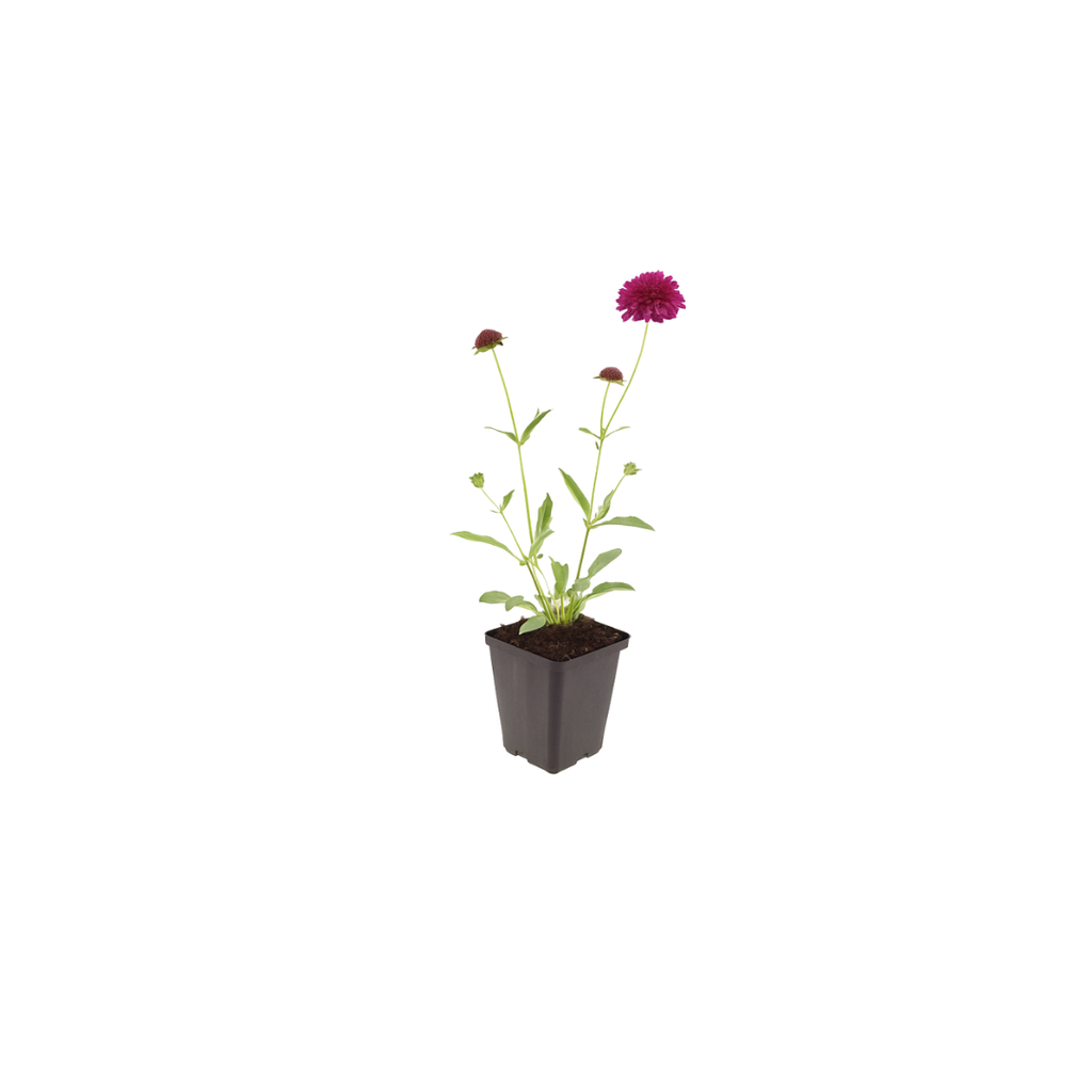 Knautia macedonica – Ø9cm – Höhe 10-25cm – Winterharte Staude – Tiefrote Blütendolden – Bienen