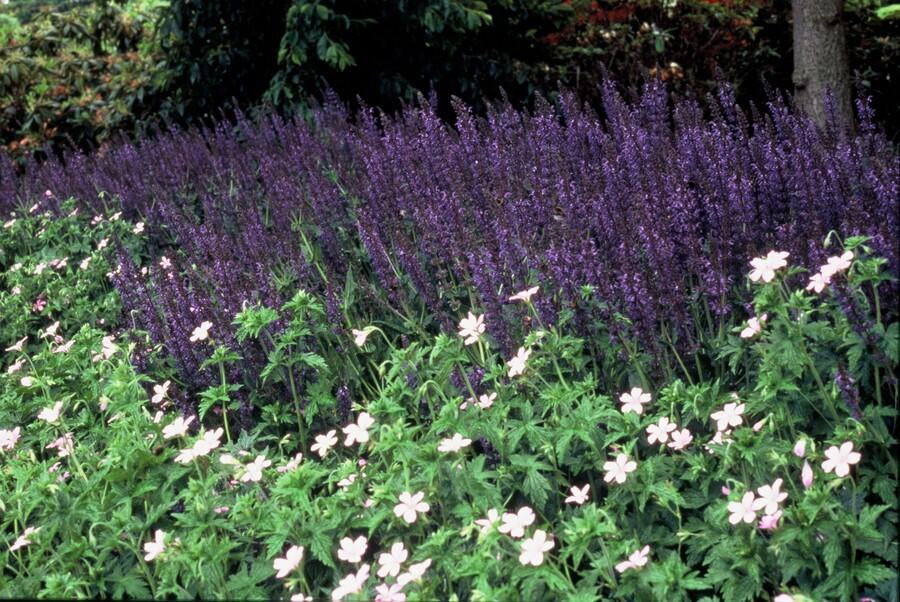 Blüten – Salbei Salvia nem. 'Mainacht' – ↕10-25cm – Ø9cm – Bienenfreundlich – Blau blühend – Sonniger Standort – Pflegeleicht – Plant