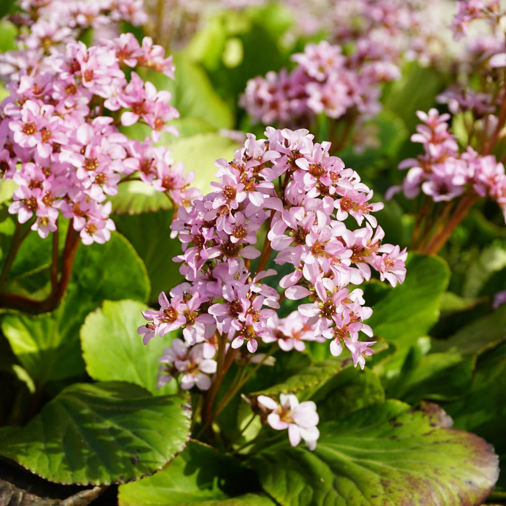 Schusterblume Bergenia cordifolia – 10-25cm – Ø9cm – Immergrüne Staude mit rosa Blüten