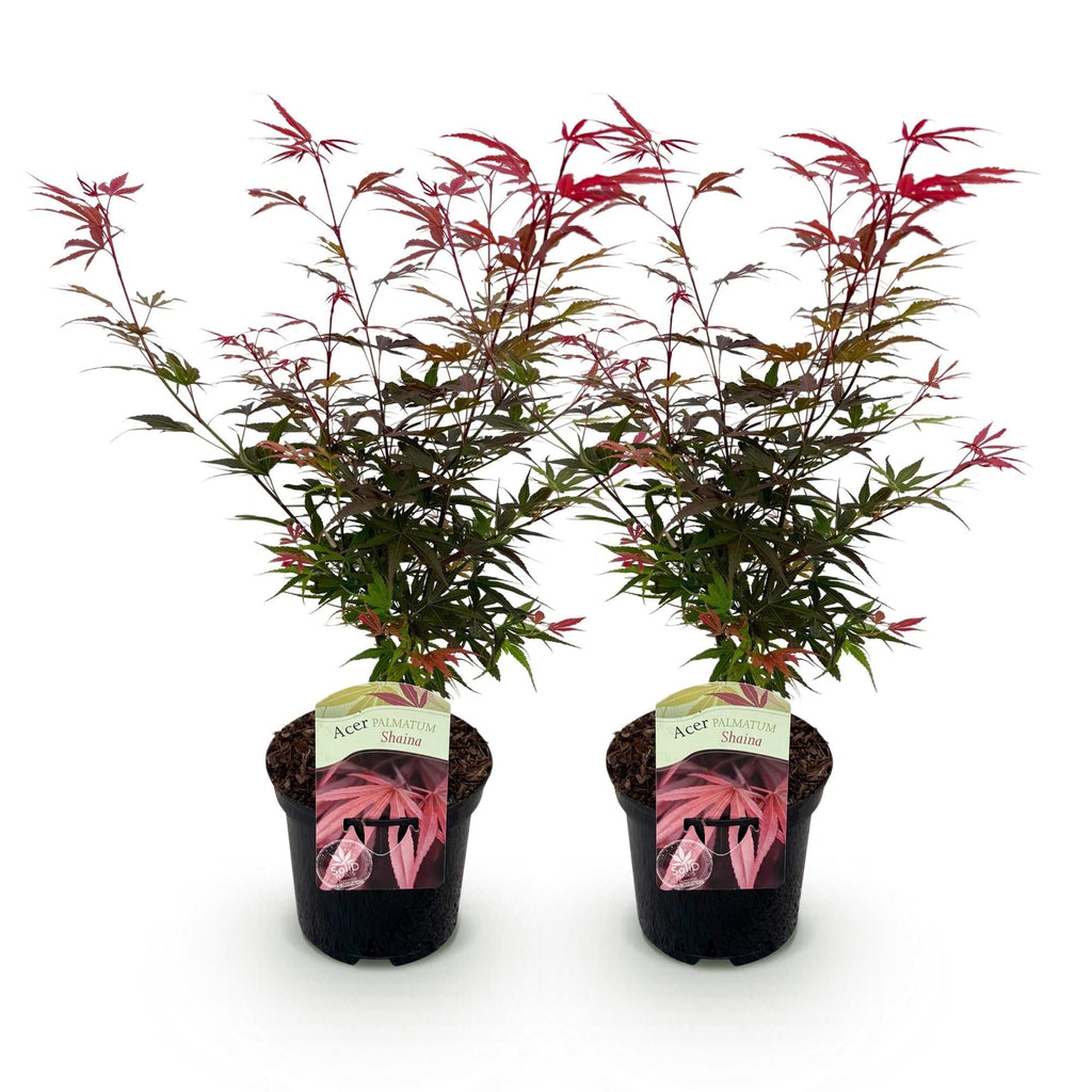 Japanischer Ahorn – Acer palmatum 'Shaina' – ca. 70cm hoch – Ø19cm – kompakte Sorte mit tiefrotem Laub – Balkon – & Gartenpflanze – Plant