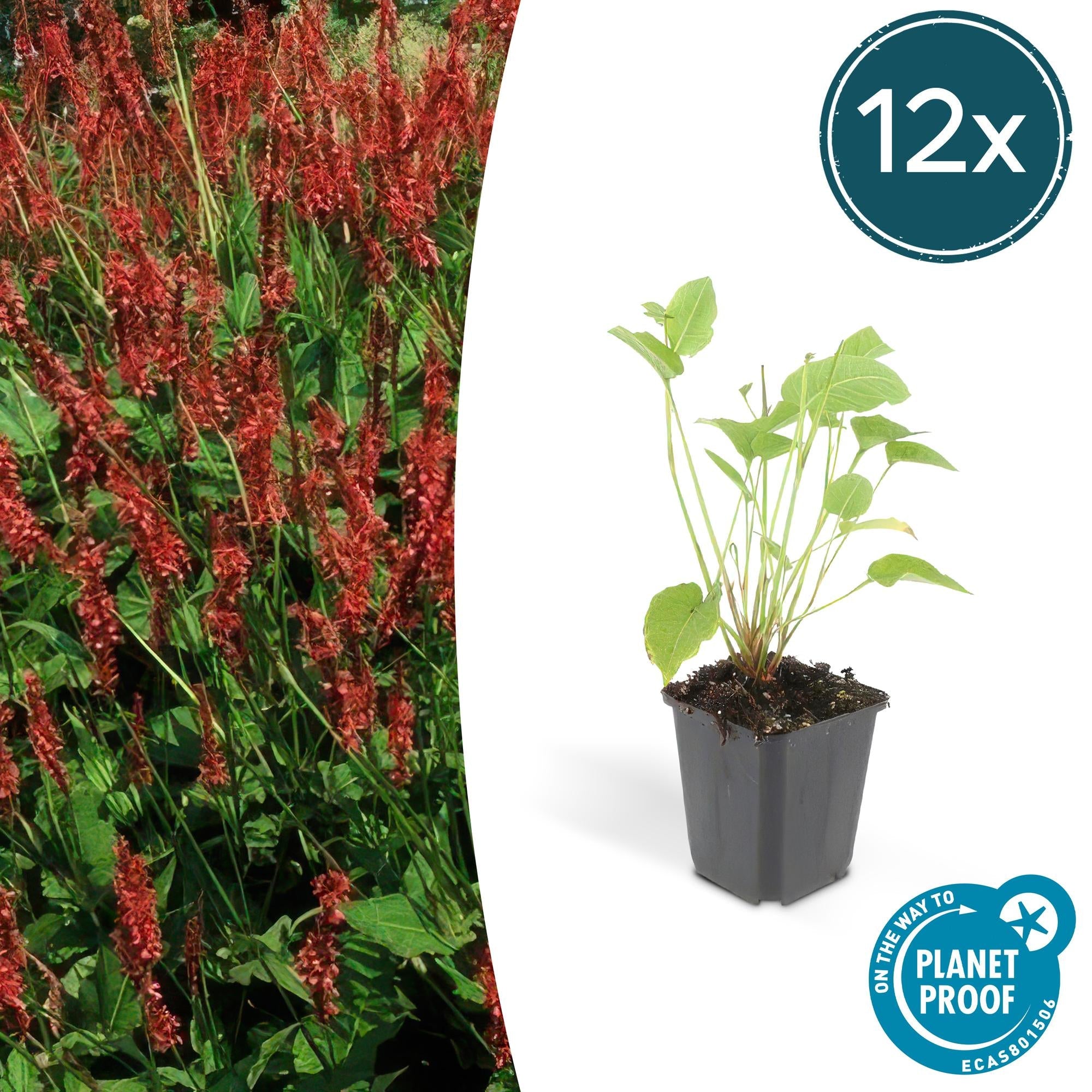 Kerzenknöterich Persicaria amplexicaulis – ↕10-25cm – Ø9cm – Robuste Staude für Garten & Beete – Rote Blüten – Plant