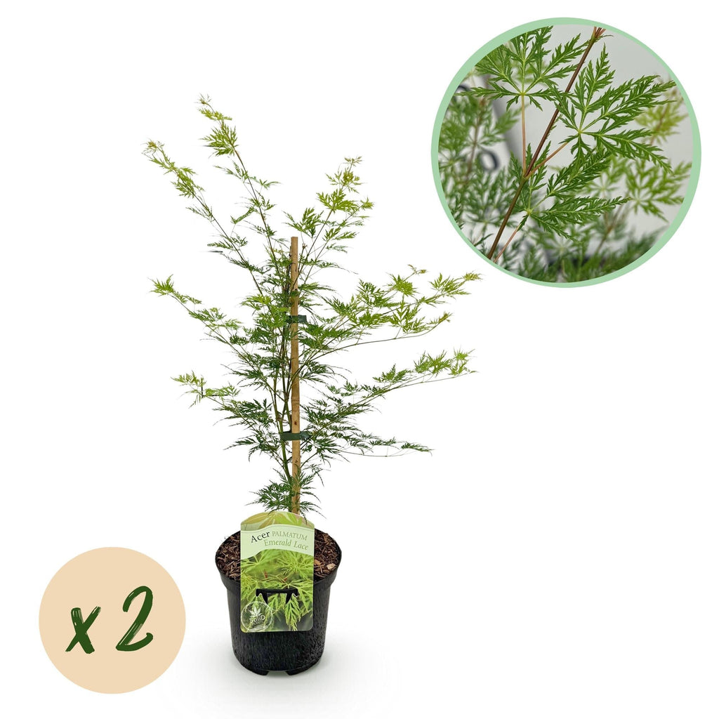 Japanischer Ahorn – Acer palmatum 'Emerald Lace' – Balkonpflanze – ca. 70cm hoch – Topf Ø19cm – feingeschnittenes grünes Laub, herbstliche Gold – Plant