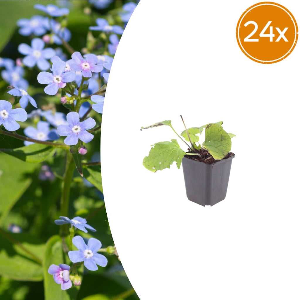 Kaukasisches Vergissmeinnicht Brunnera macrophylla – 10-25cm – Ø9cm – Winterharte Schattenstaude mit blauen Blüten – Bodendecker für Garten & Gehölzrand