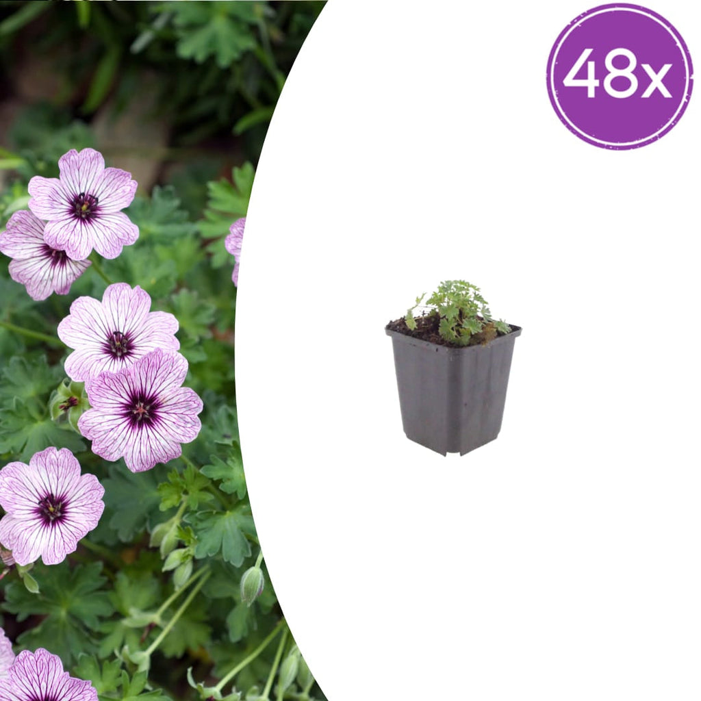 Geranium cinereum Ballerina – Ø9cm Höhe 10-25cm – Winterharte Staude – Zartrosa Blüten – Pflegeleicht für Steingarten, Beet & Kübel