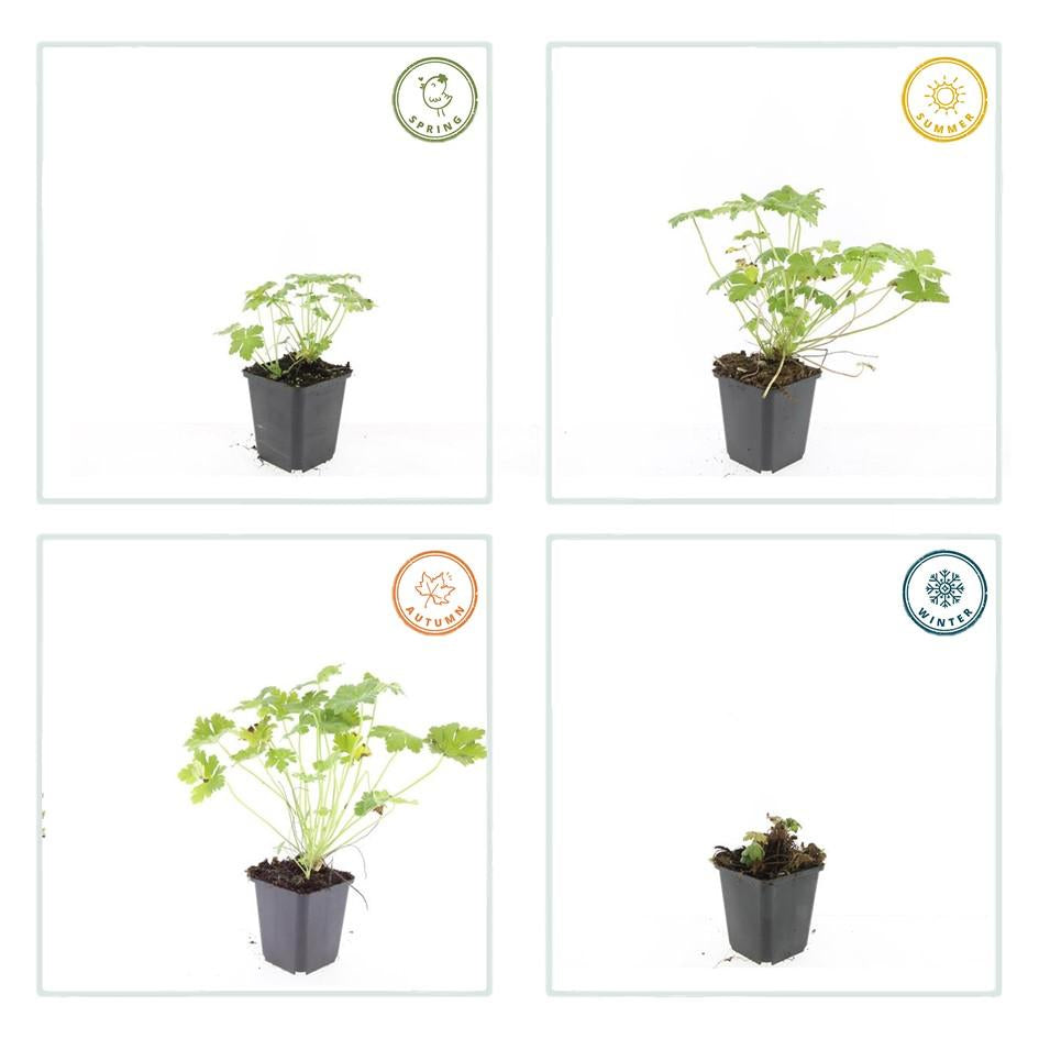 Storchschnabel Geranium macrorrhizum 'Czakor' – ↕10-25cm – Ø9cm – Tiefrosa Blüten – Aromatisches Laub – Robuster Bodendecker – Plant