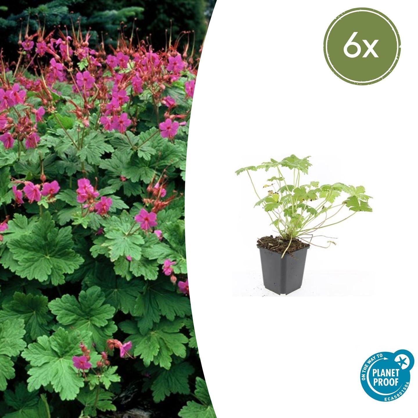 Storchschnabel Geranium macrorrhizum 'Czakor' – ↕10-25cm – Ø9cm – Tiefrosa Blüten – Aromatisches Laub – Robuster Bodendecker – Plant