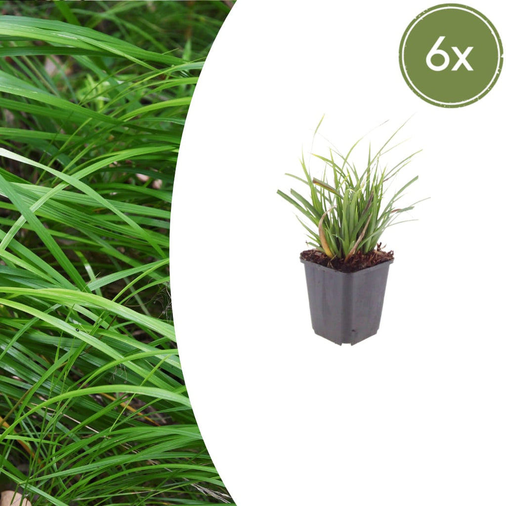 Japan – Segge Carex morrowii – Immergrünes Ziergras – 10-25cm – Ø9cm – Schattengeeignet für Beet & Bodendecker