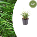 Japan – Segge Carex morrowii – Immergrünes Ziergras – 10-25cm – Ø9cm – Schattengeeignet für Beet & Bodendecker