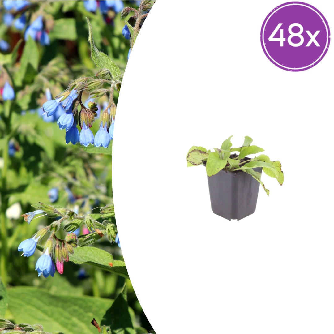 Symphytum grandiflorum Wisley Blue – Ø9cm – Höhe 10-25cm – Blauer Beinwell – Bodendecker für Schattenbeet – Winterharte Staude