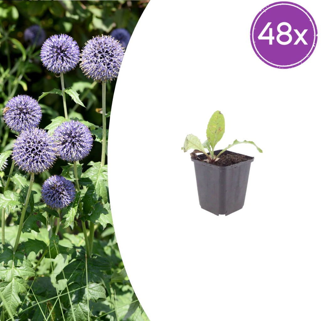 Kugeldistel Echinops ritro – 10-25cm – Ø9cm – Winterharte Staude mit blauen Blütenkugeln