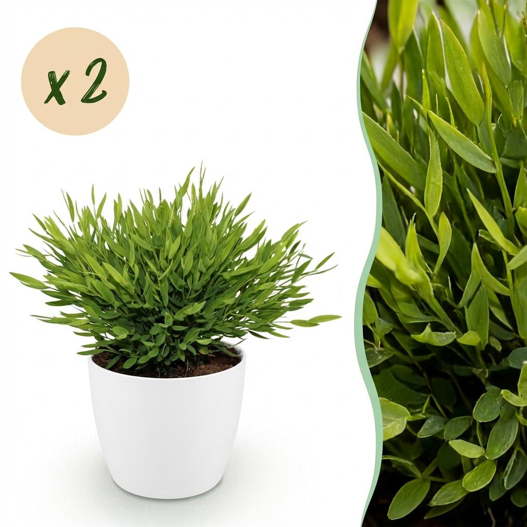 Bambus Pogonatherum Monica Zimmerpflanze mit weißem Topf Ø12cm Höhe 20cm Haustierfreundliche Grünpflanze pflegeleicht für Wohnzimmer Büro Schlafzimmer