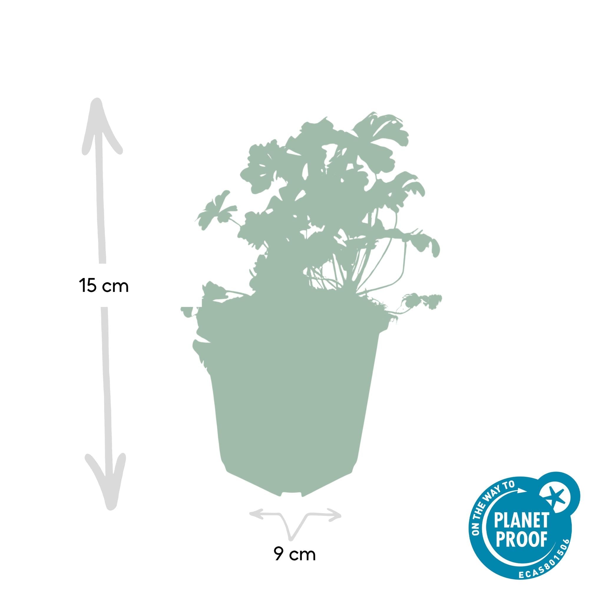 Cambridge Storchschnabel – Geranium cantabrigiense 'Biokovo' – ↕10-25cm – Ø9cm – Pflegeleicht – Plant