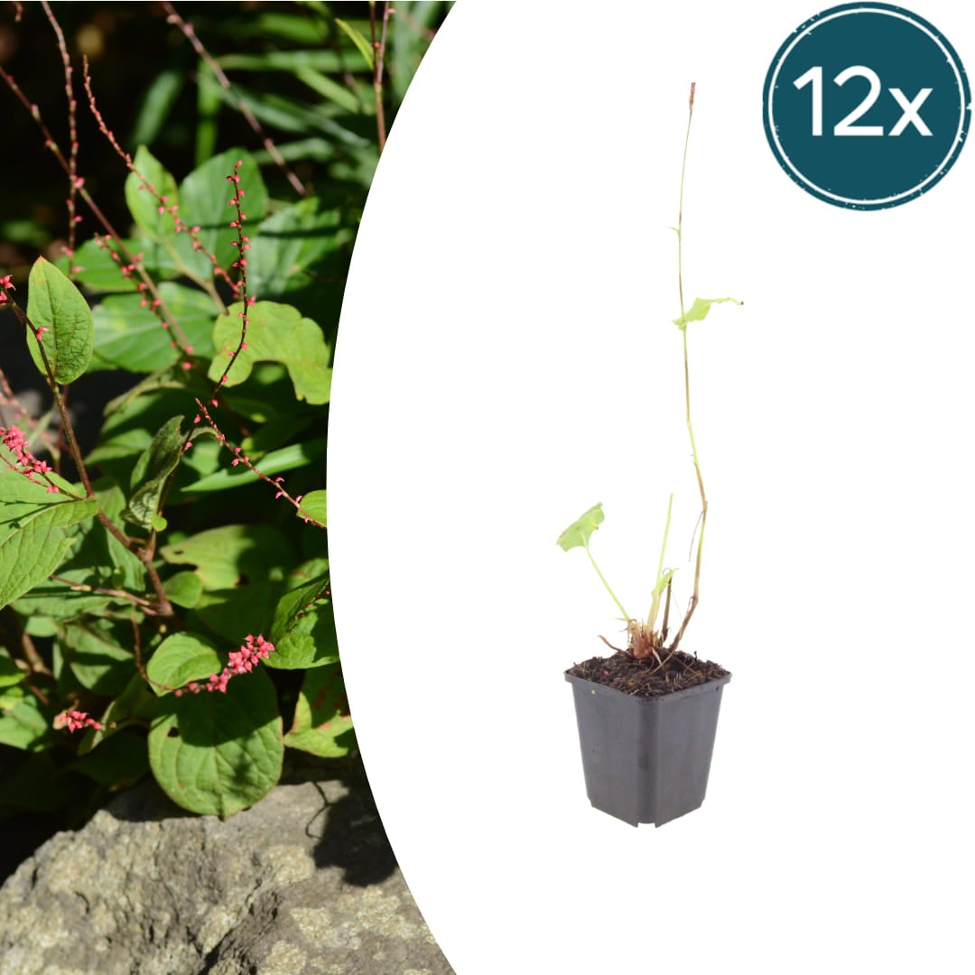 Persicaria amplexicaulis Speciosa – Ø9cm – Höhe 10-25cm – Winterharte Staude – Tiefrote Blütenähren