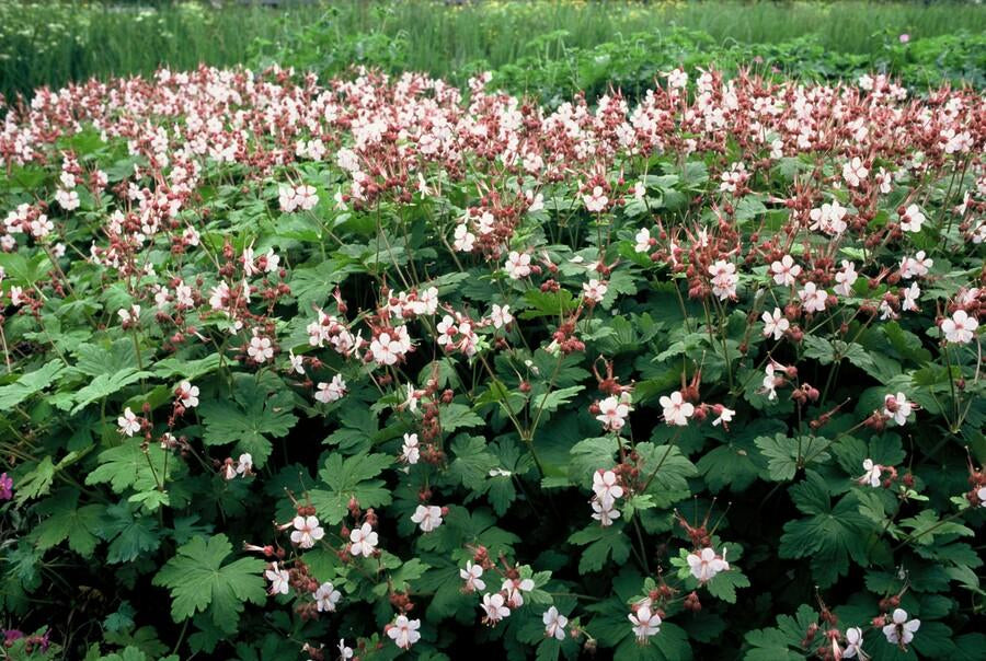 Felsen – Storchschnabel Geranium macrorrhizum 'Spessart' – Winterharter Bodendecker – Ø9cm Töpfe – Höhe 10-25cm – Plant