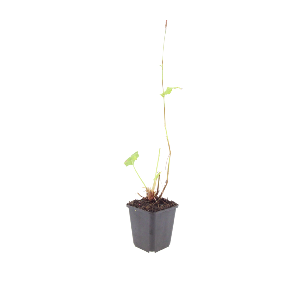 Persicaria amplexicaulis Alba – Ø9cm – Höhe 10-25cm – Winterharte Staude – Weiße Blütenähren – Bienenfreundlich für Beet & Naturgarten