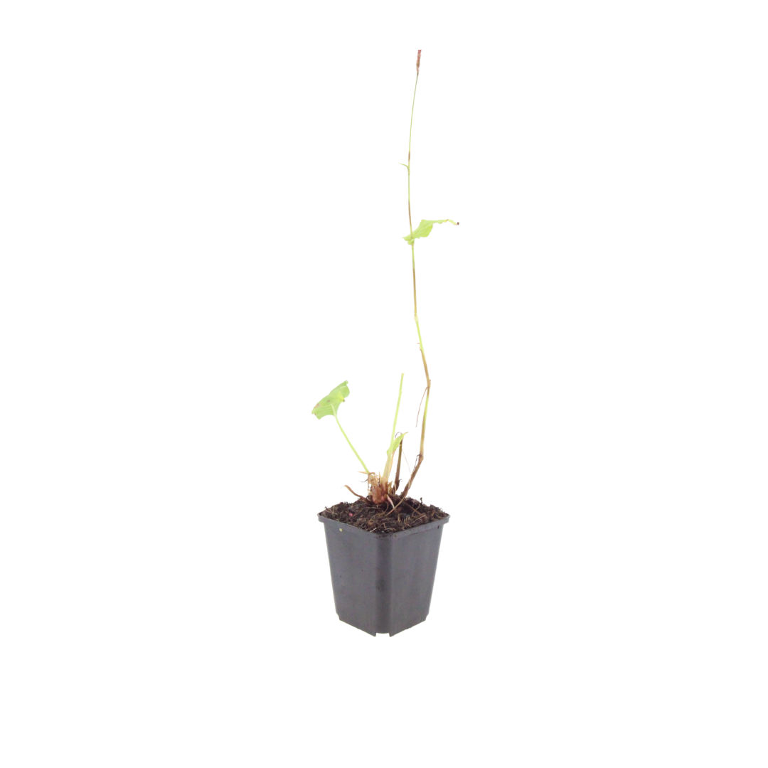 Persicaria amplexicaulis Alba – Ø9cm – Höhe 10-25cm – Winterharte Staude – Weiße Blütenähren – Bienenfreundlich für Beet & Naturgarten
