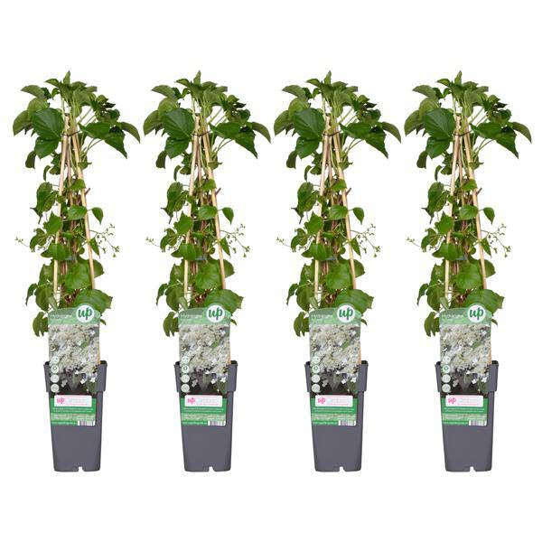 Kletter – Hortensie Hydrangea petiolaris Kletterpflanze Ø15cm ↕65cm – winterharte Pflanze für Garten, Balkon, Terrasse, Kübel & Beet online kaufen – Plant