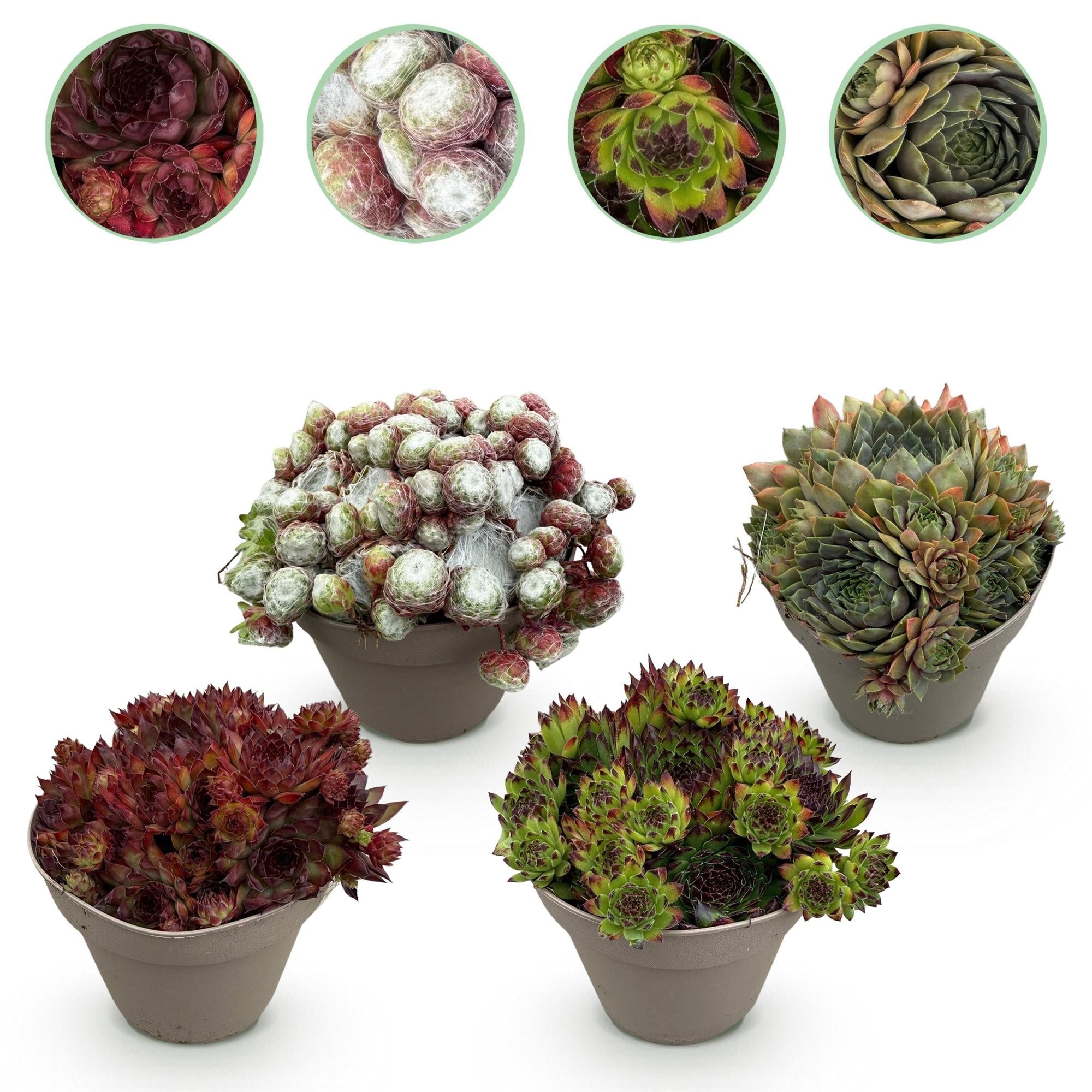 Bodendecker Sempervivum Big Sam – Winterhart – Verschiedene Farben – Pflegeleichte Hauswurz für Beete, Steingärten, Balkon & Terrasse – Plant