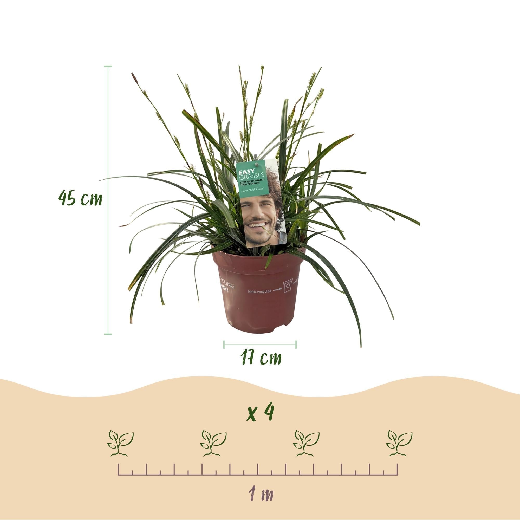 Japansegge Carex oshimensis Intense Green – Ø17cm – Immergrün – Pflegeleicht – Lebhaft grüne Blätter – Ziergras Höhe ca. 50cm – Plant