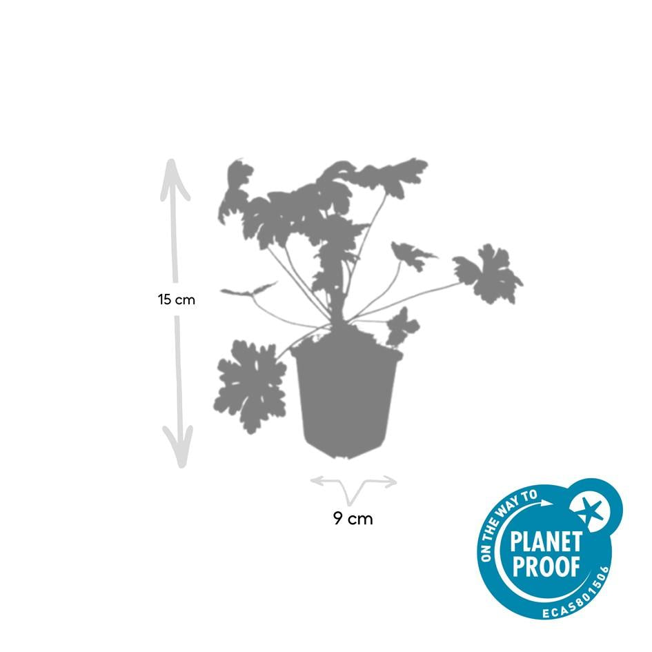 Balkan – Storchschnabel Geranium macr. 'Ingwersen's Var.' – ↕10-25cm – Ø9cm – mit zartrosafarbenen Blüten – Plant