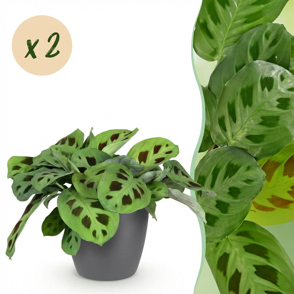 Maranta Fascinator Kerchoveana Zebrapflanze – Zimmerpflanze im grauen Topf Ø12cm Höhe25cm – Haustierfreundliche Grünpflanze – Pflegeleicht