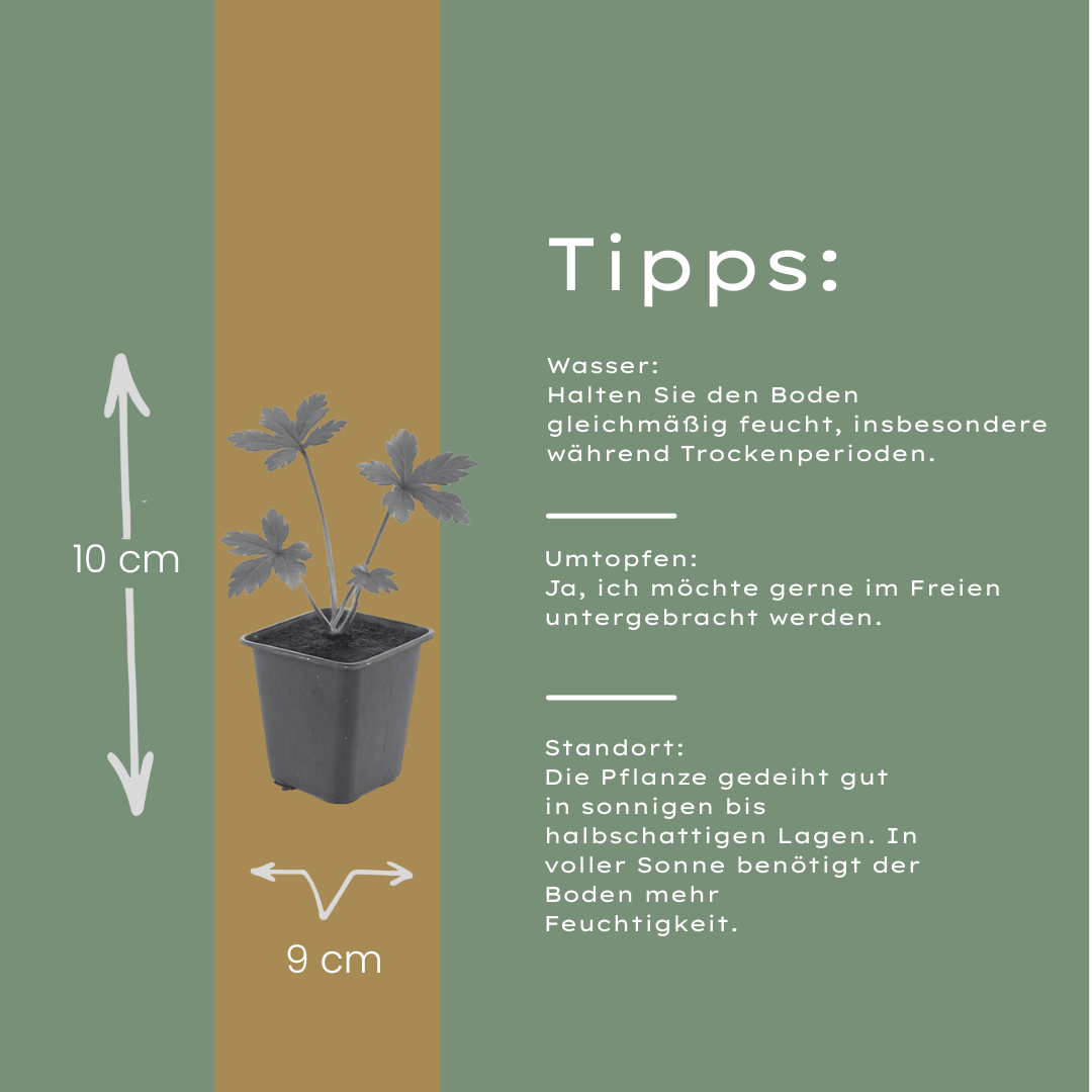 Sterndolde Astrantia major – 10-25cm – Ø9cm – Langblühende Staude für Sonne & Halbschatten – Garten