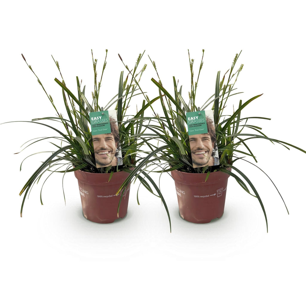 Japansegge Carex oshimensis Intense Green – Ø17cm – Immergrün – Pflegeleicht – Lebhaft grüne Blätter – Ziergras Höhe ca. 50cm – Plant