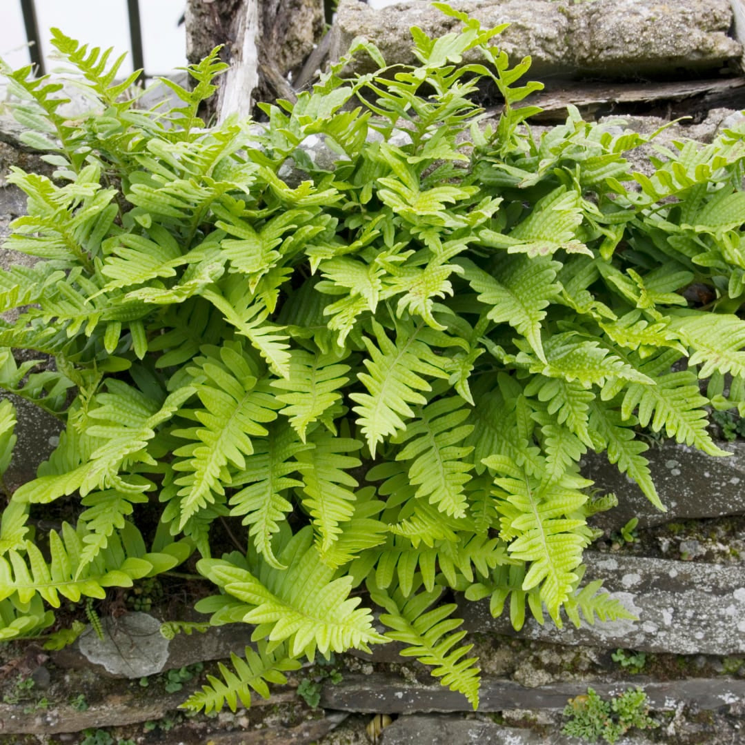 Polypodium vulgare Farn – Ø9cm – Höhe 10-25cm – Immergrüner Gartenfarn für Schattenbeet, Unterpflanzung & Naturgarten