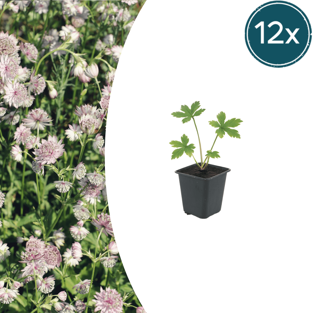Sterndolde Astrantia major – 10-25cm – Ø9cm – Langblühende Staude für Sonne & Halbschatten – Garten
