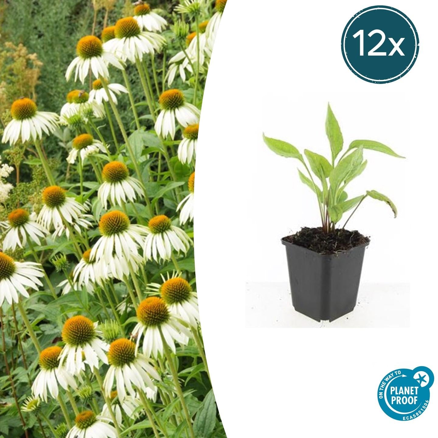 Scheinsonnenhut – Echinacea purpurea 'White Swan' – ↑10-25cm – Ø9cm – Weiße Blüten, Bienen – Plant