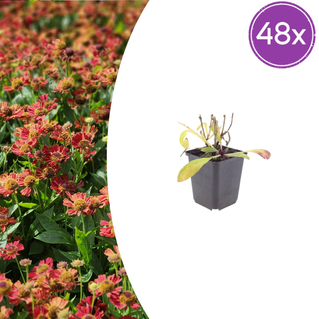 Helenium Moerheim Beauty – Ø9cm – Höhe 10-25cm – Sonnenbraut – Gelb Orange Blüten – Sommerstaude für Beet & Präriegarten