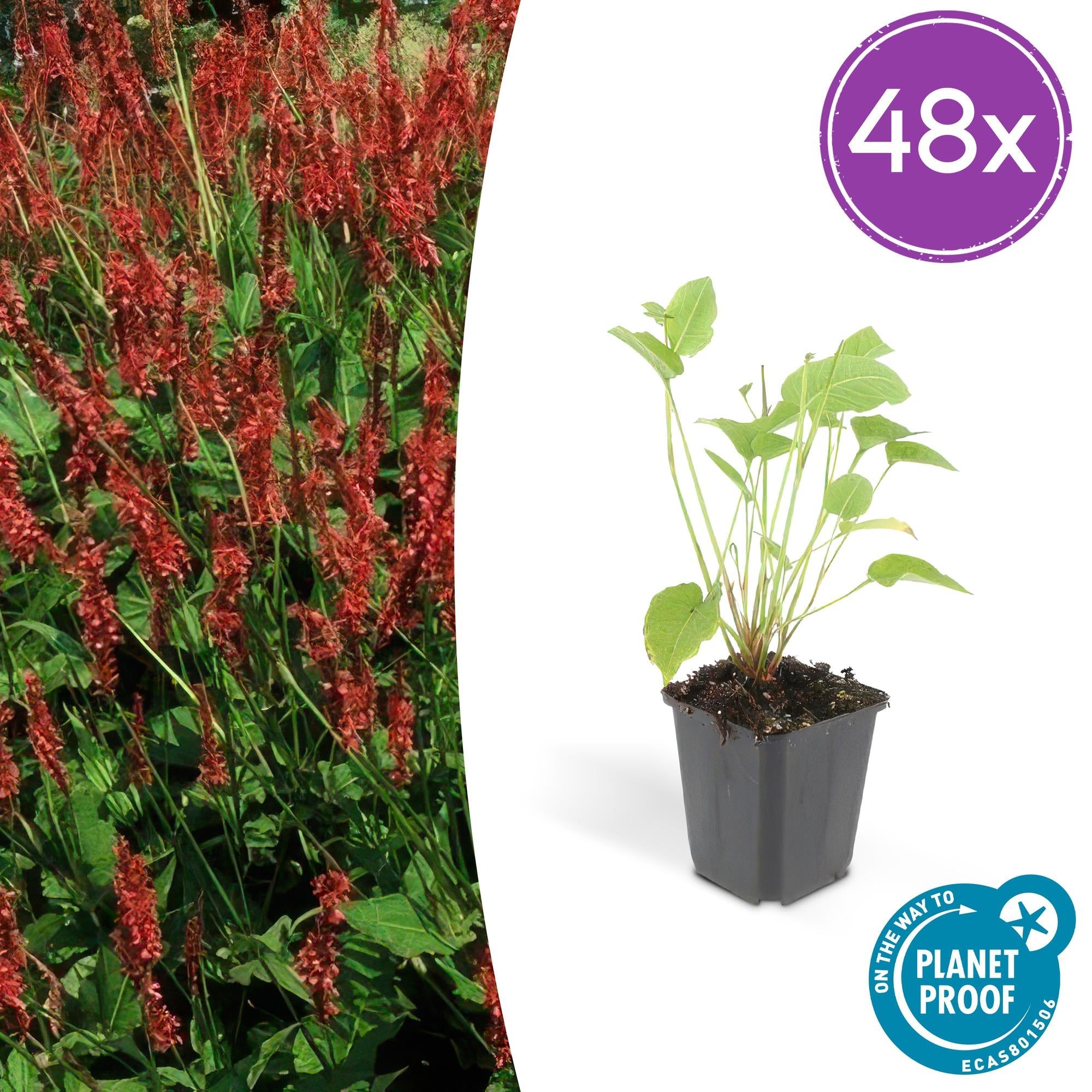 Kerzenknöterich Persicaria amplexicaulis – ↕10-25cm – Ø9cm – Robuste Staude für Garten & Beete – Rote Blüten – Plant