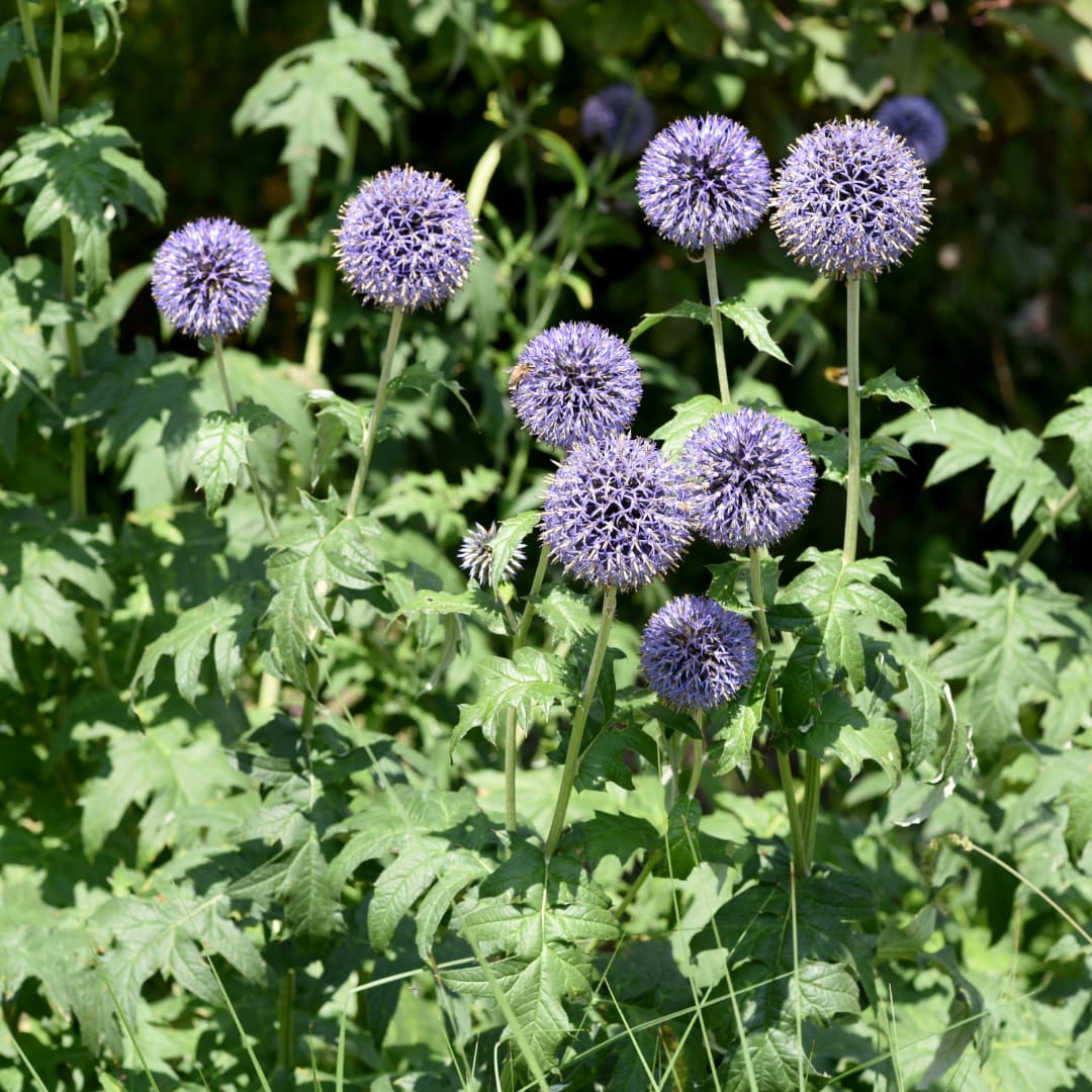 Kugeldistel Echinops ritro – 10-25cm – Ø9cm – Winterharte Staude mit blauen Blütenkugeln