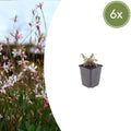 Gaura lindheimeri Siskiyou Pink – Ø9cm – Höhe 10-25cm – Prachtkerze – Kräftig rosafarbene Blüten – Für Beet, Präriegarten & Kübel