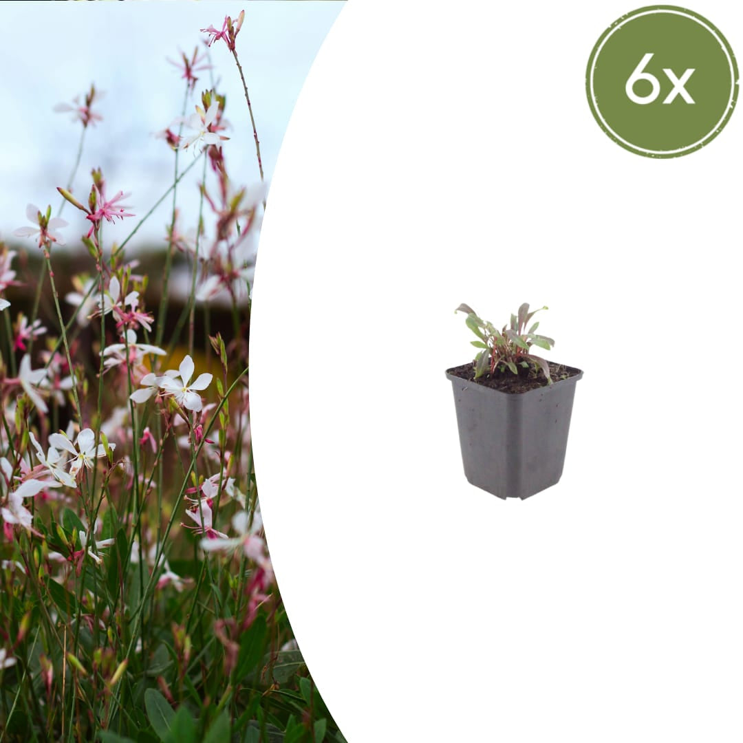 Gaura lindheimeri Siskiyou Pink – Ø9cm – Höhe 10-25cm – Prachtkerze – Kräftig rosafarbene Blüten – Für Beet, Präriegarten & Kübel