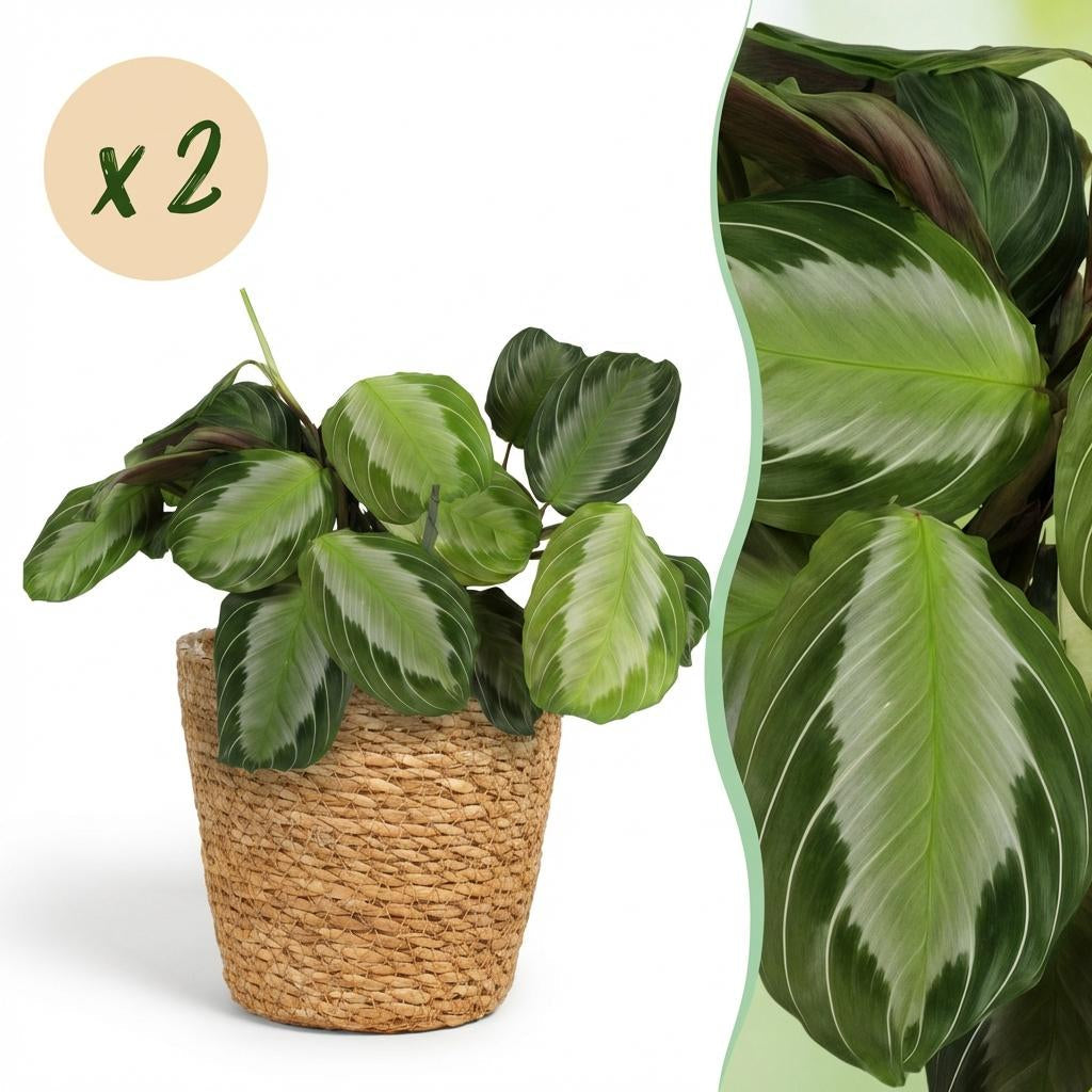 Maranta Fascinator Silverband Gebetspflanze Zimmerpflanze inkl. Naturkorb