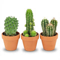 Mini Kakteen Mix – Ø8,1cm Terrakottatöpfe – Höhe 5-10cm – Pflegeleichte Zimmerpflanzen – Kleine Kakteen für Fensterbank & Büro