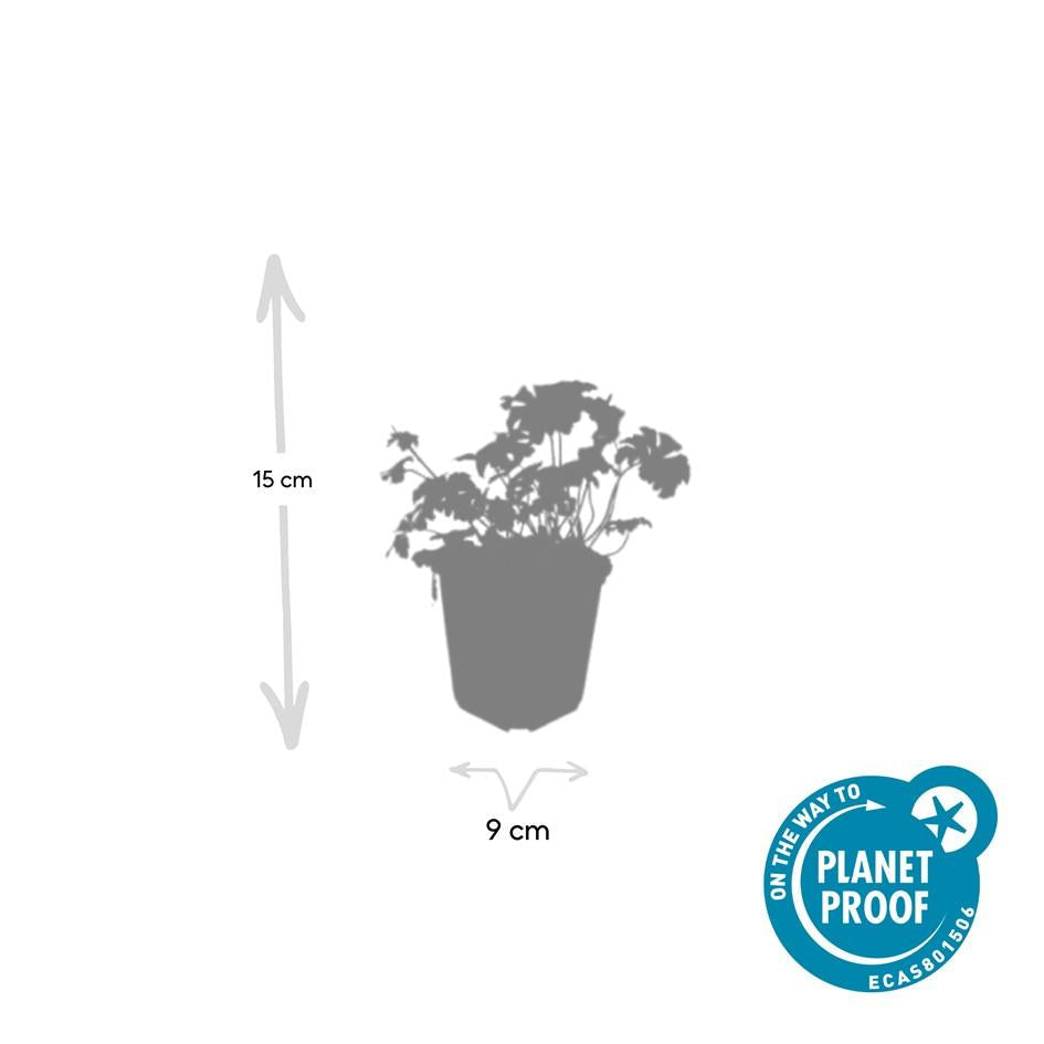 Storchschnabel Geranium cantabrigiense 'Cambridge' – ↕10-25cm – Ø9cm – Pflegeleicht – Plant