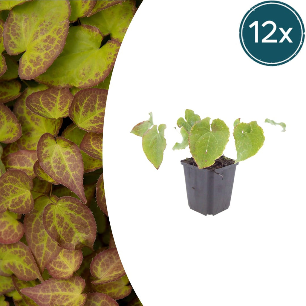 Elfenblume Epimedium perralchicum Frohnleiten – Wintergrüne Staude für Schatten & Halbschatten – Bodendecker für Garten & Beet – 10-25cm – Ø9cm – Pflegeleicht
