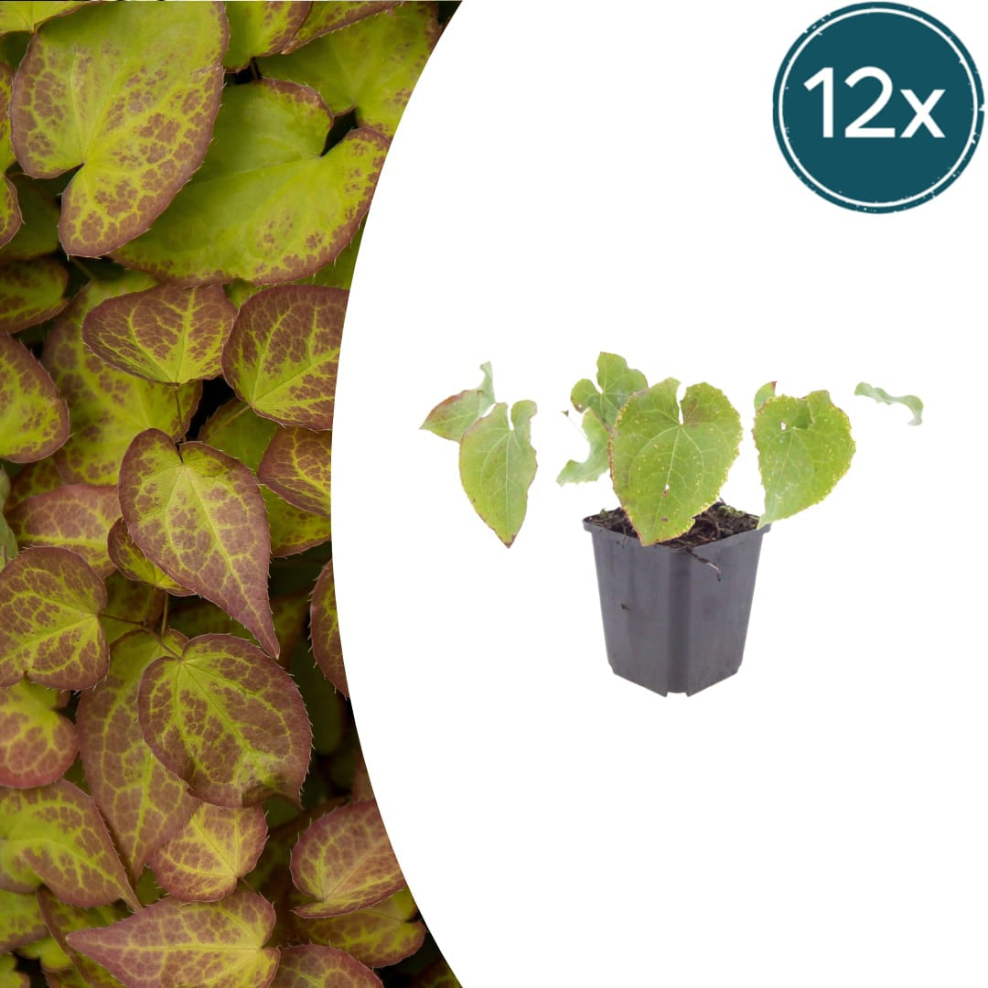 Elfenblume Epimedium perralchicum Frohnleiten – Wintergrüne Staude für Schatten & Halbschatten – Bodendecker für Garten & Beet – 10-25cm – Ø9cm – Pflegeleicht