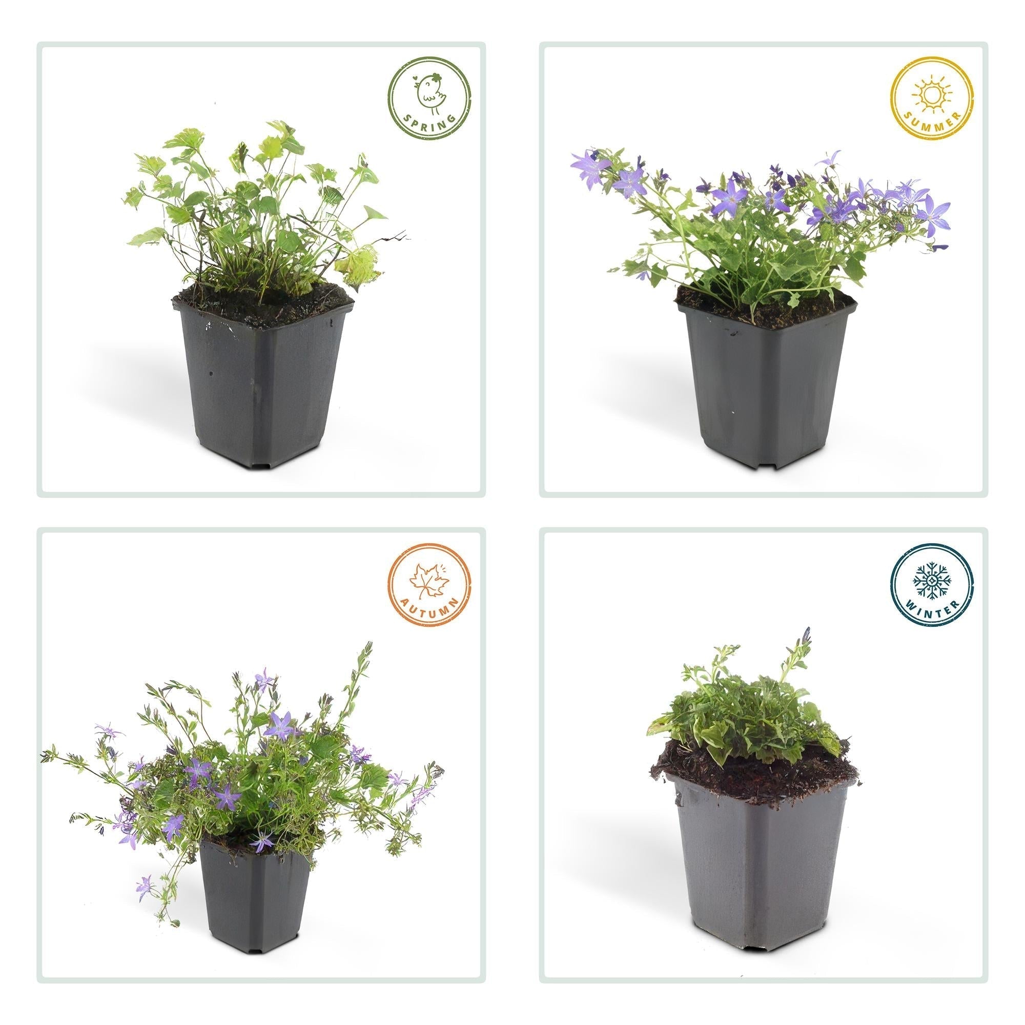 Campanula poscharskyana 'Stella' – Hängepolster – Glockenblume – Blaue Blüten – ↕10-25cm – Ø9cm – Überhängend & pflegeleicht – Plant