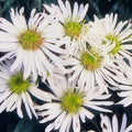 Wildaster Aster ageratoides 'Ashvi' – ↕10-25cm – Ø9cm – Weiße Herbstblüte – Pflegeleicht – Sonne – Plant