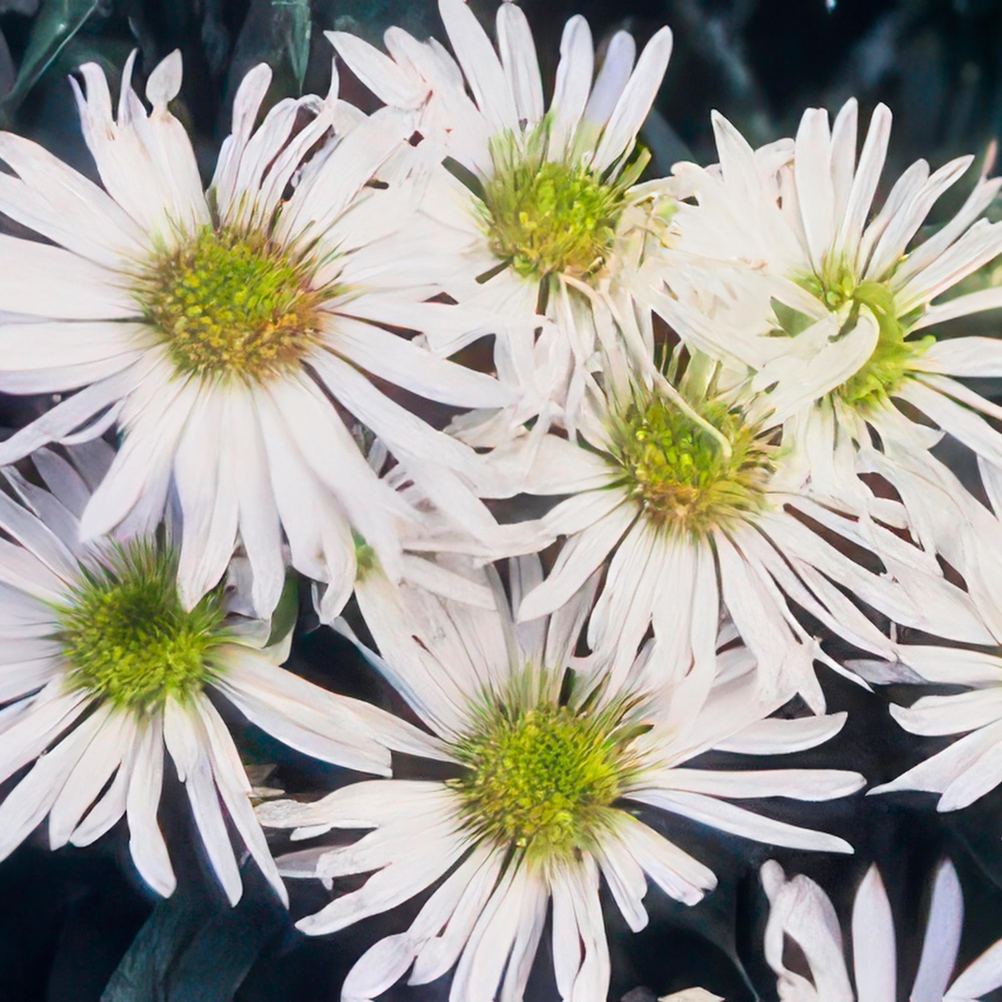 Wildaster Aster ageratoides 'Ashvi' – ↕10-25cm – Ø9cm – Weiße Herbstblüte – Pflegeleicht – Sonne – Plant